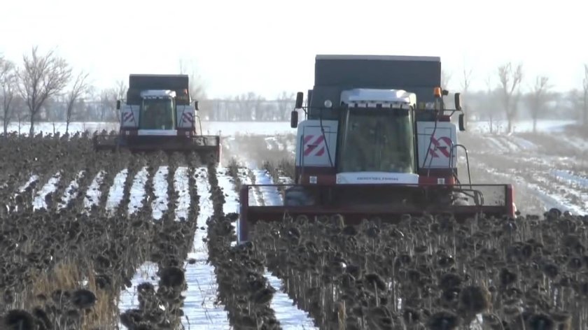 Уборка подсолнечника Акрос