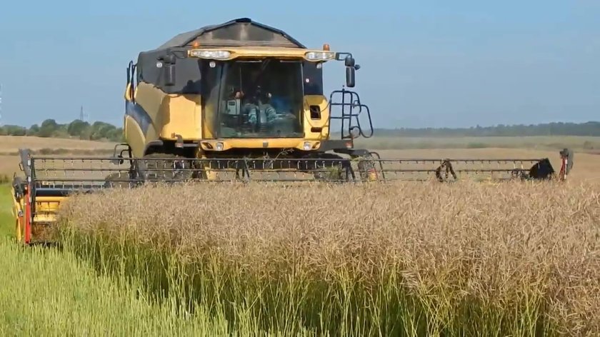 Уборка рапса