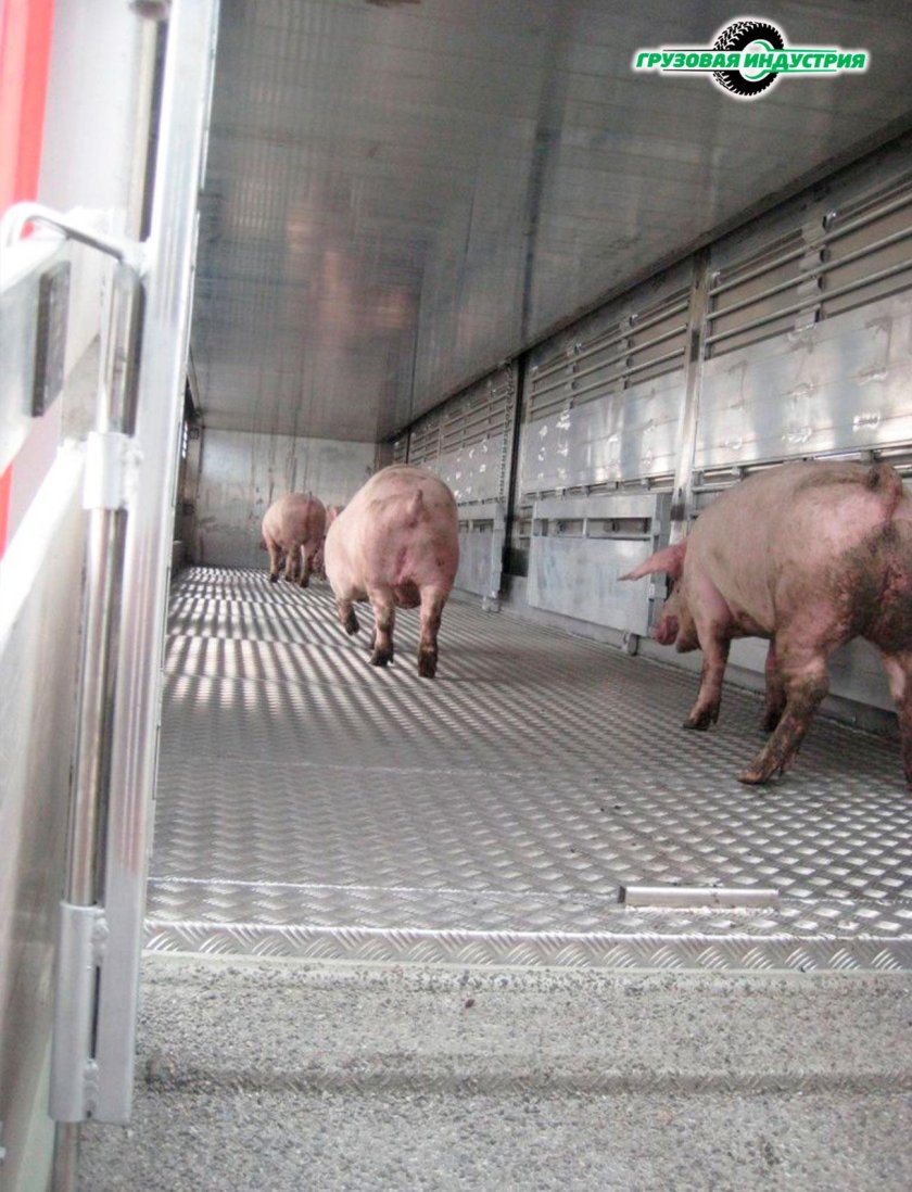 Тонар свиновоз