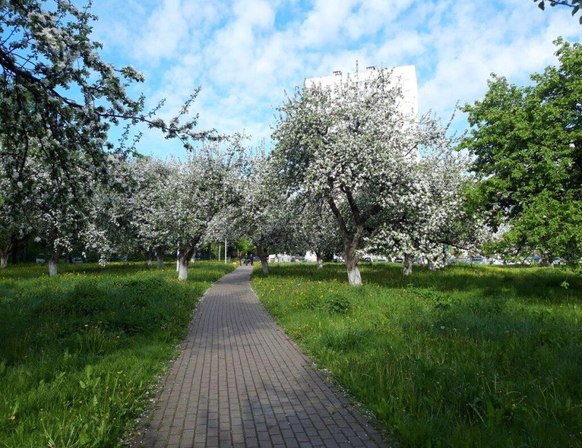 Парк северное тушино яблоневый сад