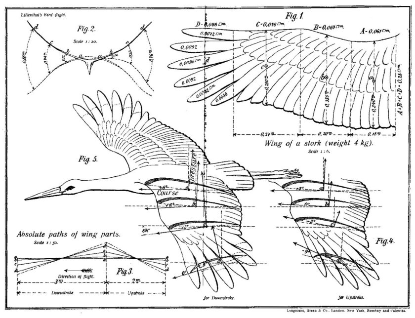 Строение крыла птицы