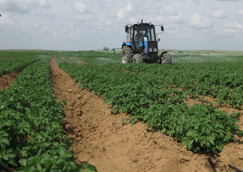 Голландская технология возделывания картофеля