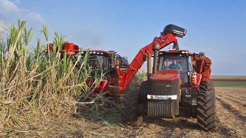 Sugar cane harvester