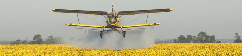 Десикация подсолнечника