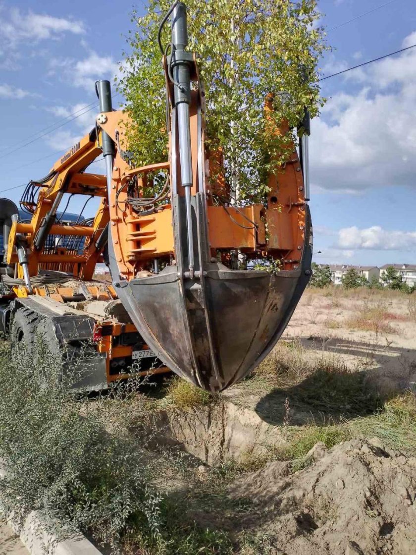 Высадка крупномерных деревьев