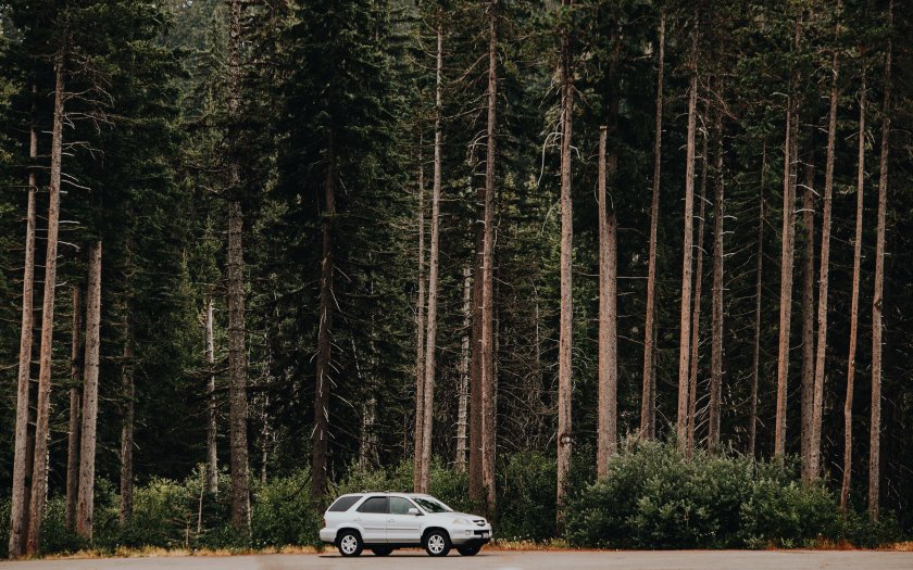 Лес вдоль дороги вид сбоку