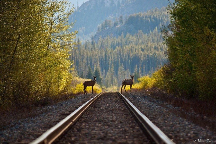 Поезд в лесу