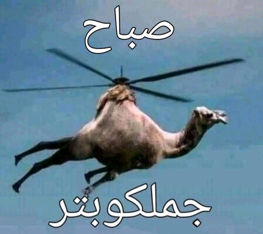 Летающий верблюд