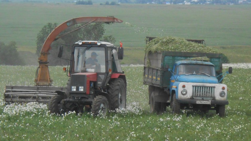 ГАЗ 3307 уборка силоса