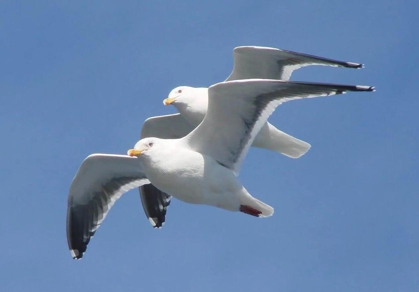 Чайки летят