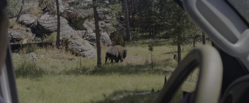 Йеллоустонский национальный парк бизоны
