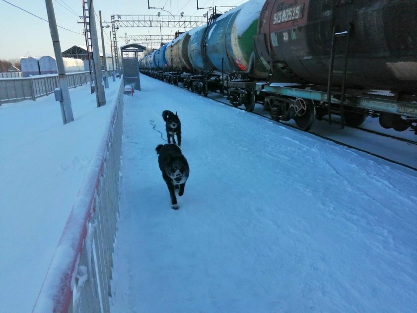 Станция Полянки Ярославль фото