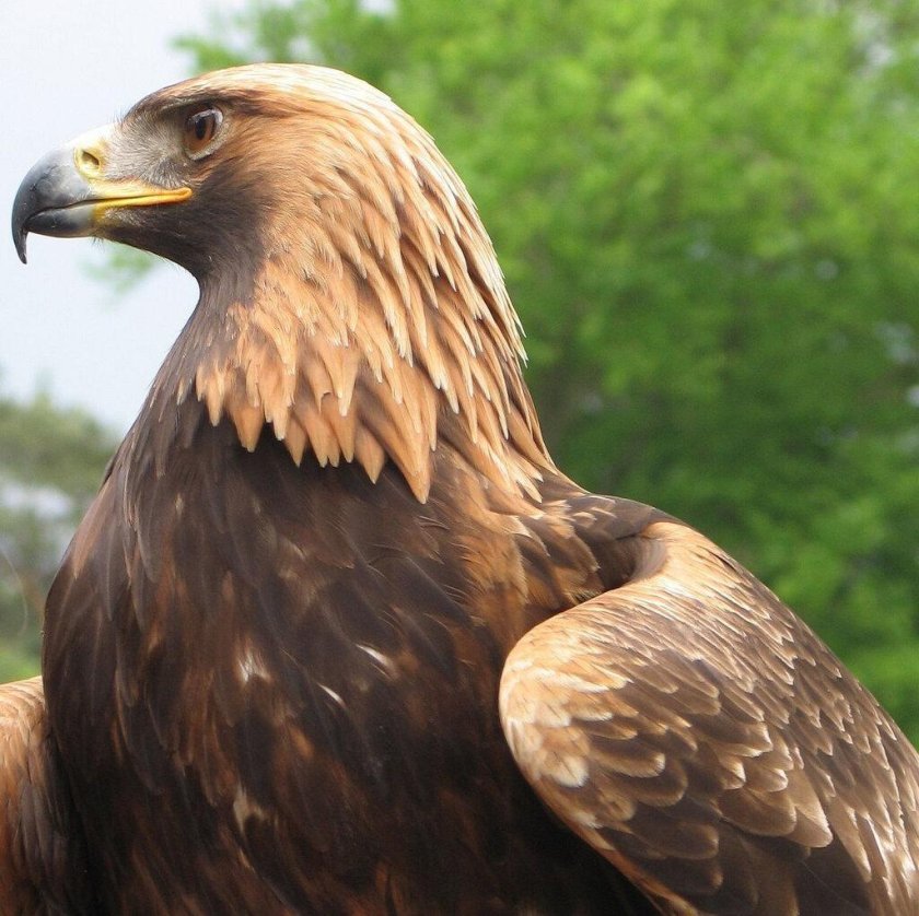 Птица Беркут Халзан