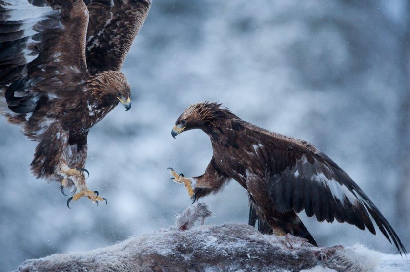 Беркут Aquila chrysaetos