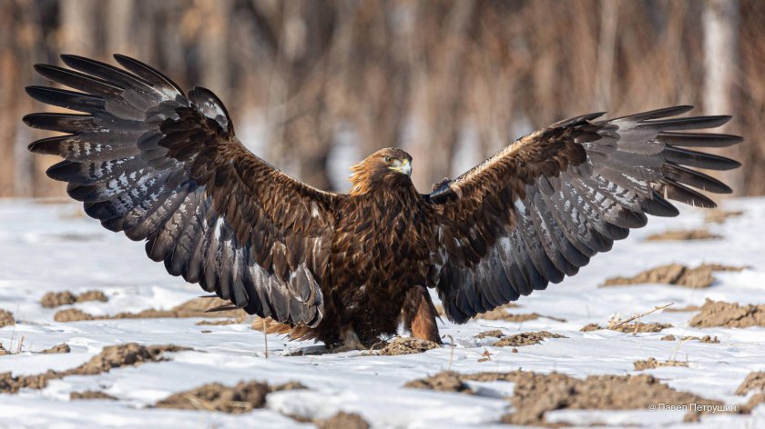 Беркут Aquila chrysaetos