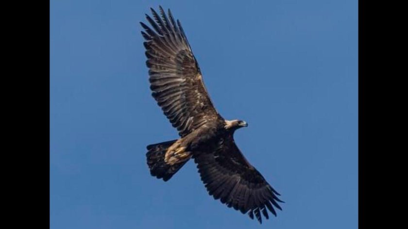 Золотой Орел