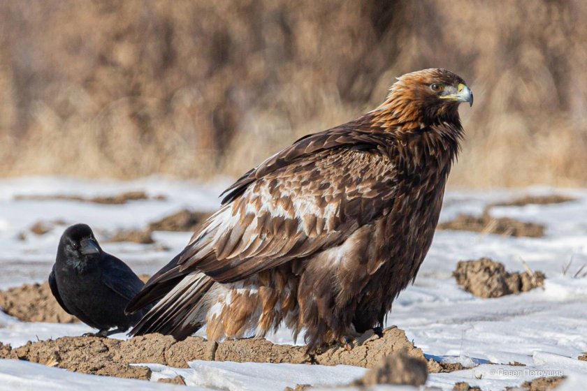 Беркут Aquila chrysaetos