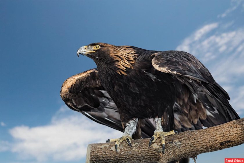 Беркут Aquila chrysaetos