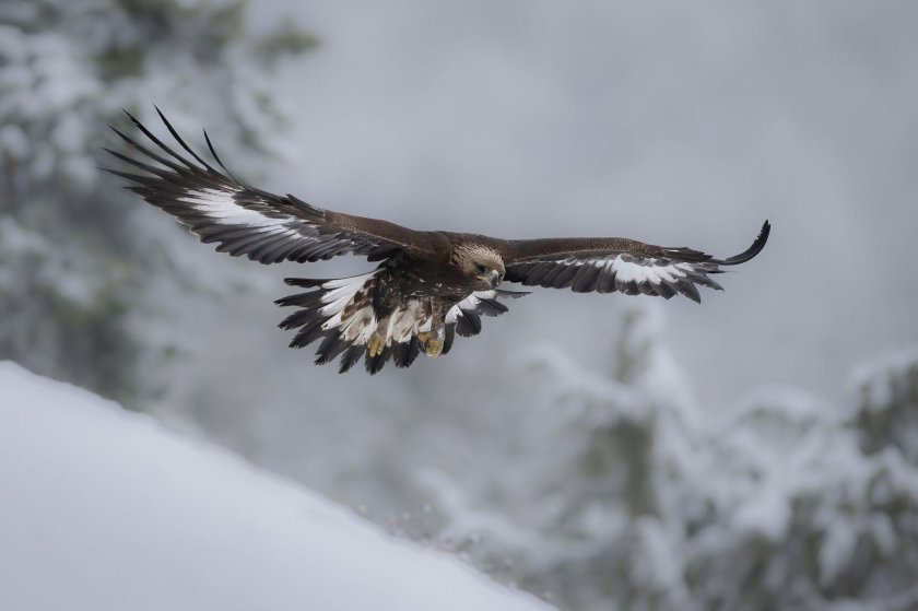 Молодой Беркут