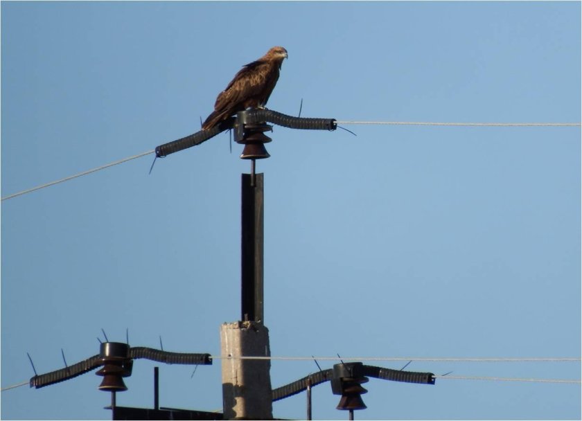 Птицезащитные устройства на вл-10кв