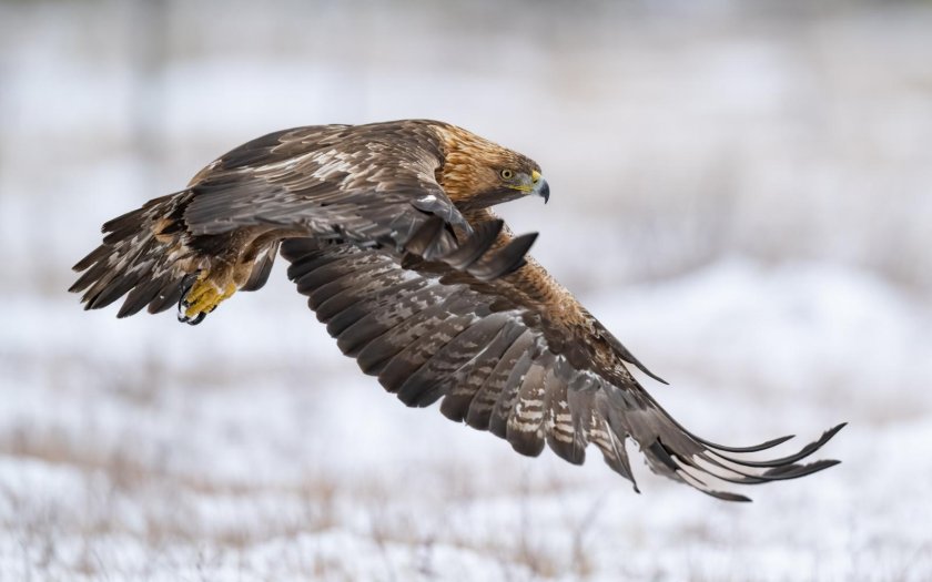 Беркут aquila chrysaetos