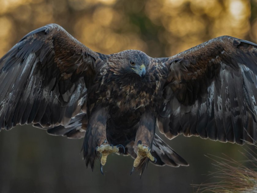 Беркут орел