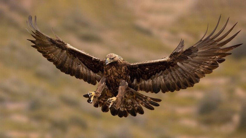 Чкрный орёл редкий вид