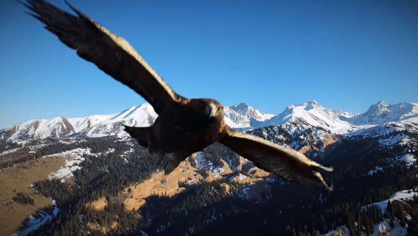 Беркут-с Кемерово