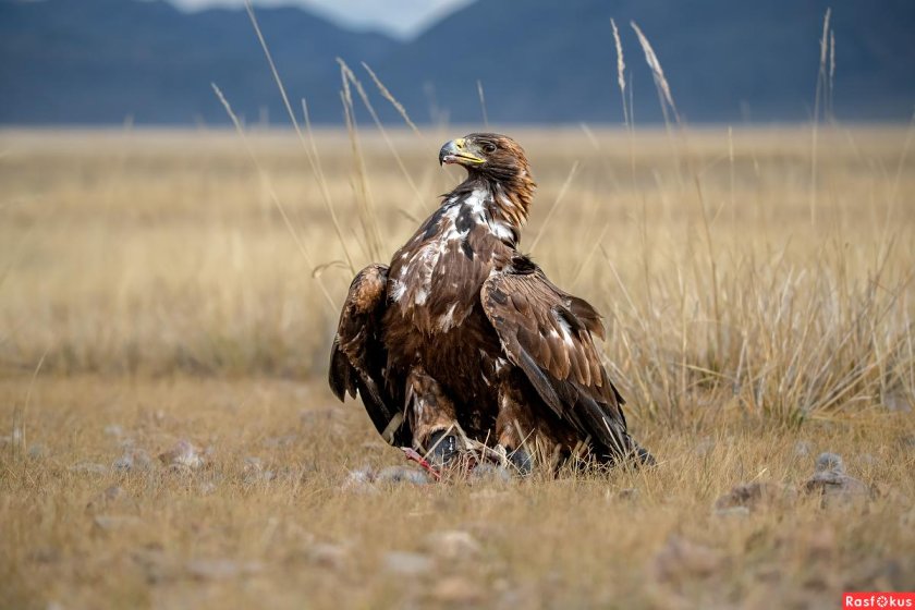 Степной Беркут