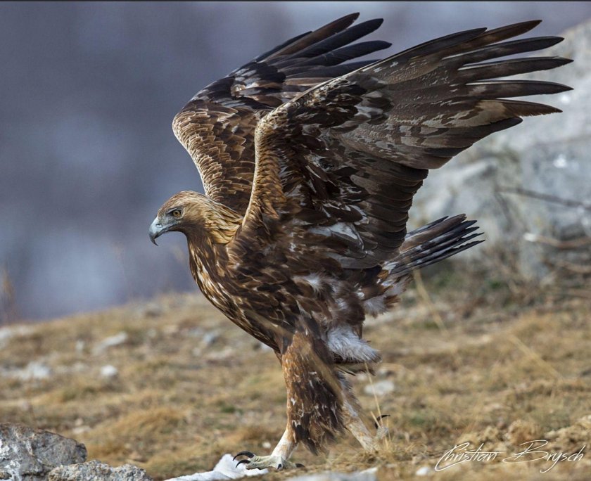 Беркут Aquila chrysaetos