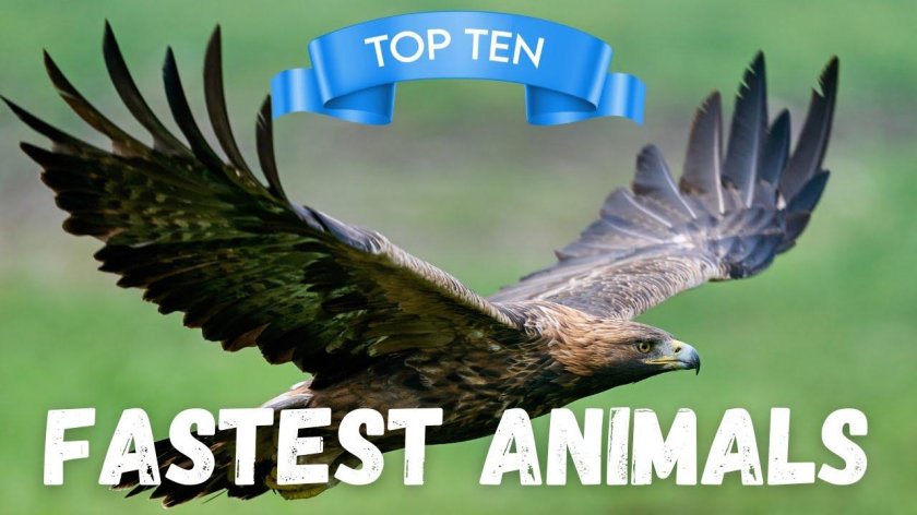 Армения Беркут