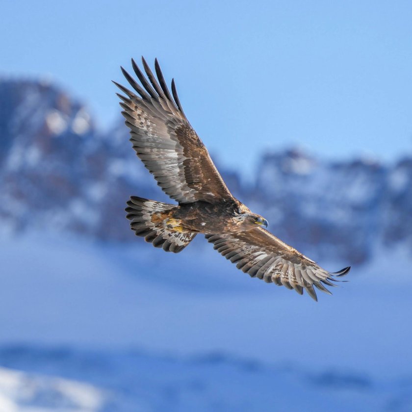 Беркут птица