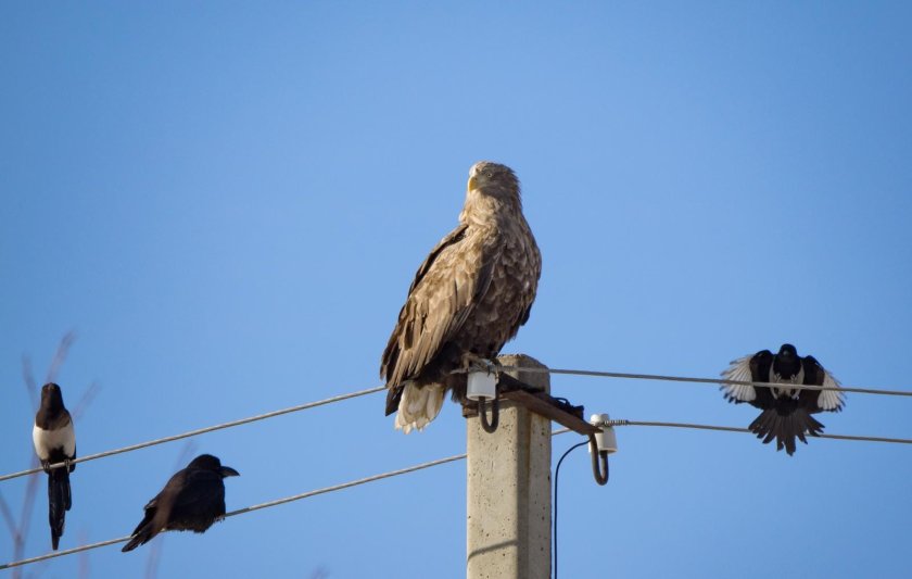 Птица на столбе