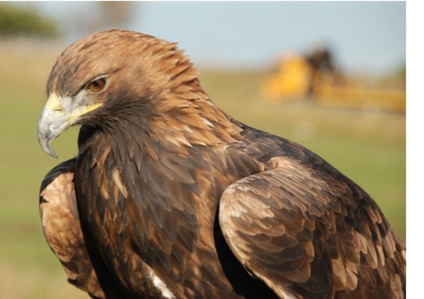 Беркут в Удмуртии