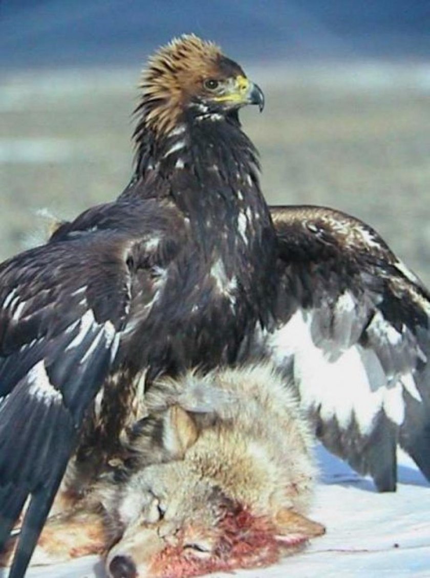 Беркут vs Орел