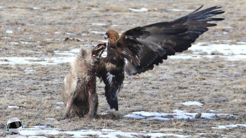 Охота Беркута на волка