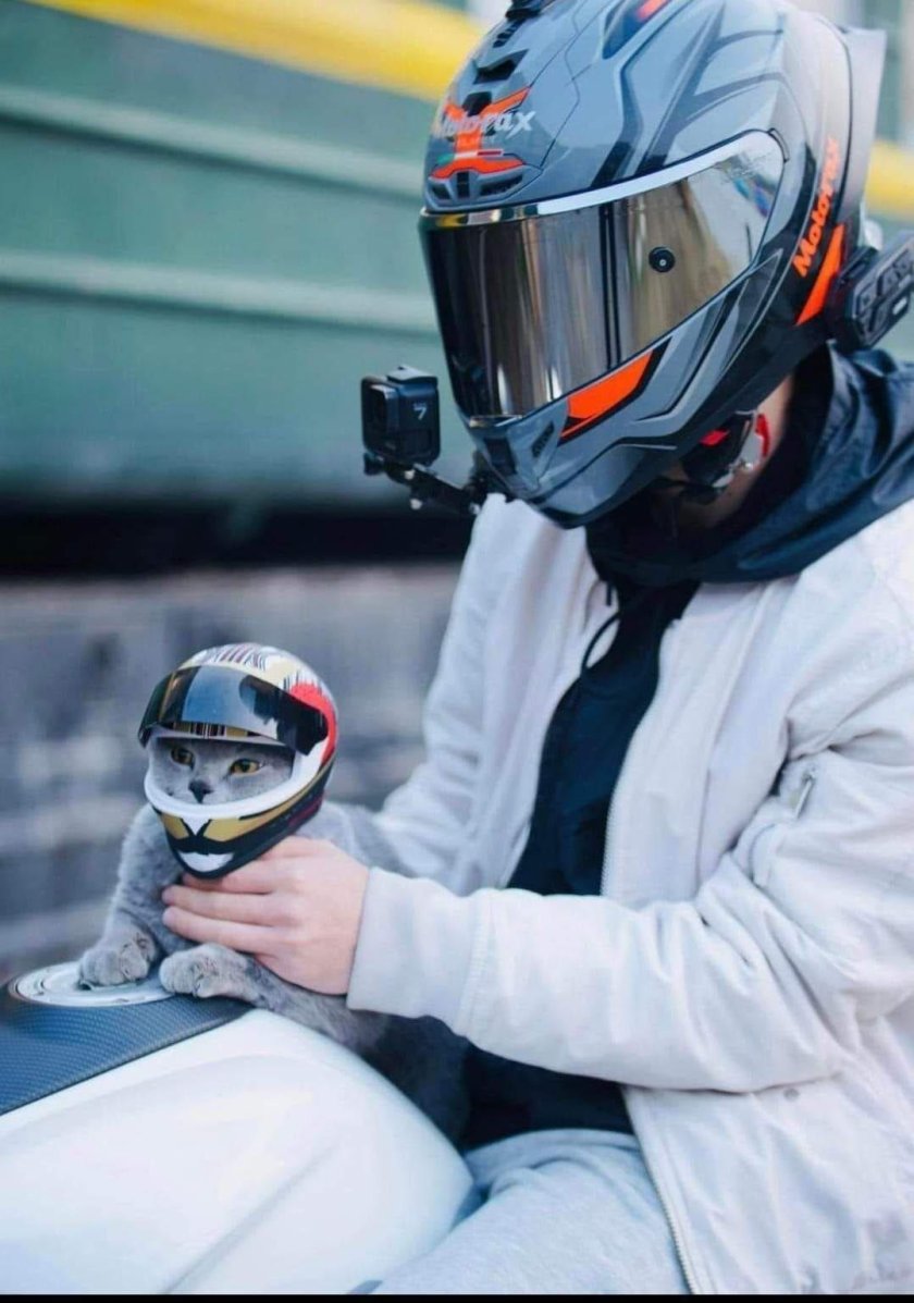 Котик в шлеме мотоцикла