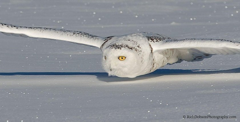 Полярная Сова охотится
