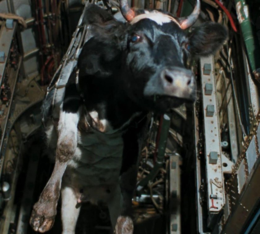 Особенности национальной охоты корова в бомболюке