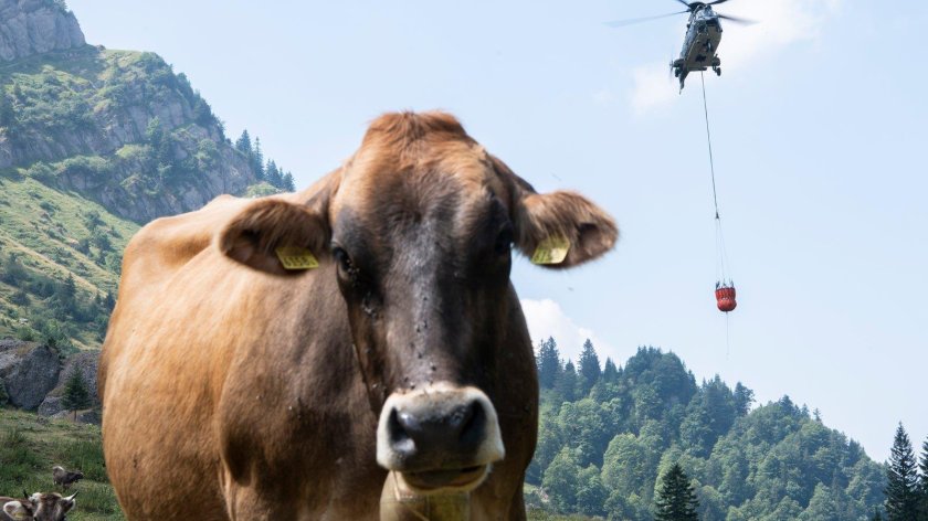 Летающая корова