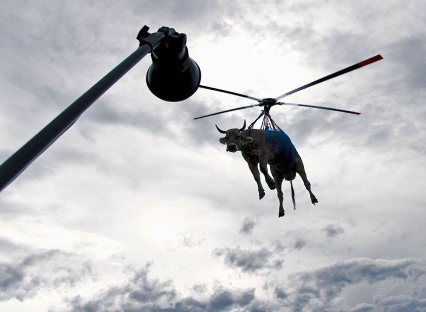 Мимино корова на вертолете