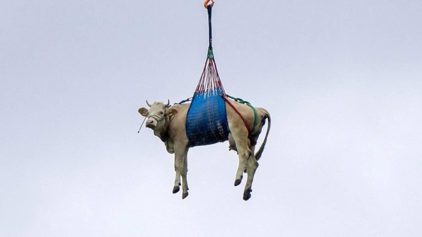 Летающие коровы