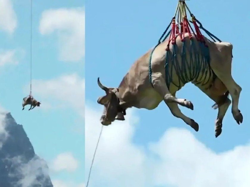 Летающая корова