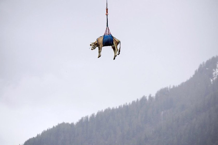 Коровы в швейцарии