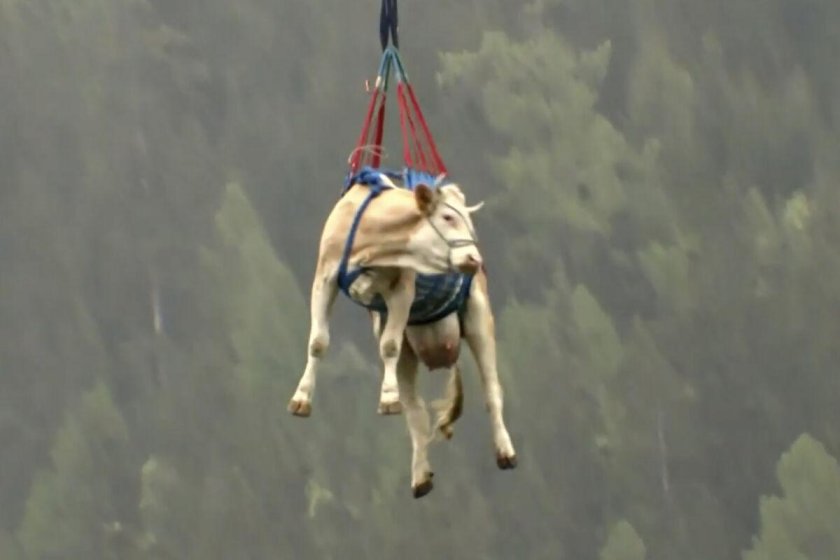 Швейцария коровы вертолет