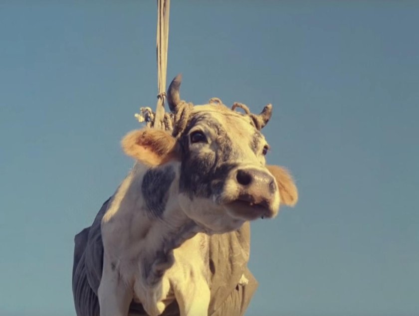 Корова на вертолете в фильме Мимино