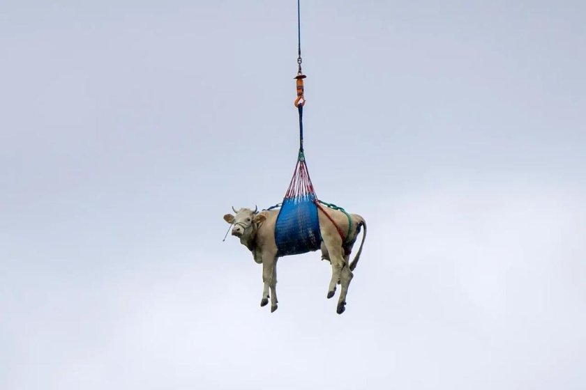 Корова на вертолете