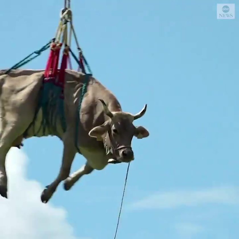 Летающая корова