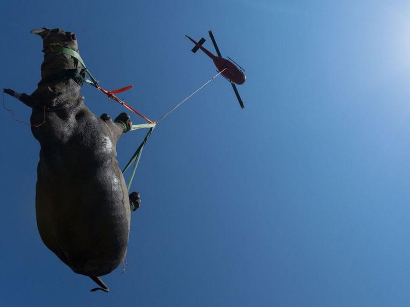 Летающий носорог