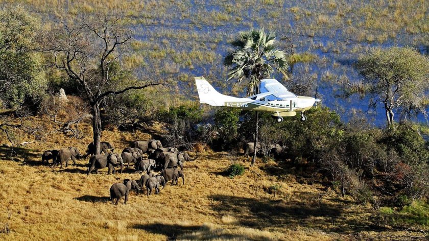 Саванна самолет